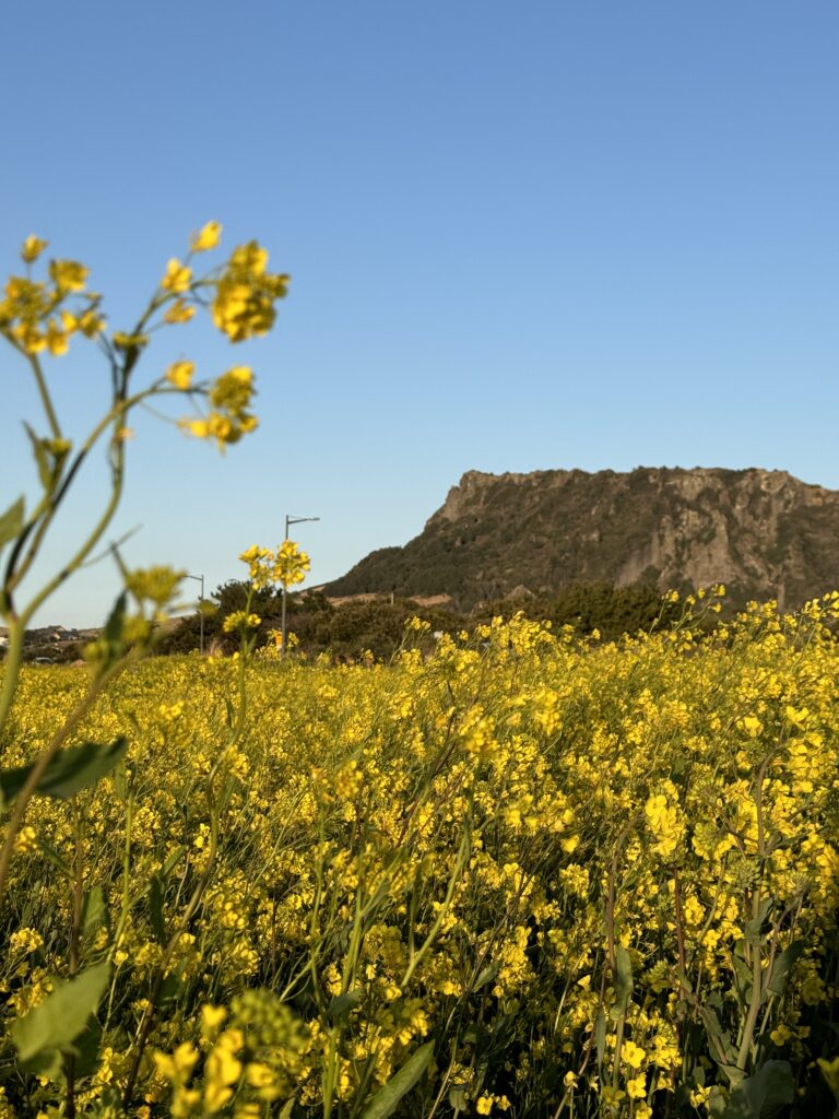 Yellow Spring flowers with the Seongsan Ilchulbong on the background. Famous yellow Jeju flowers. Jeju island spring time. start kitesurf season